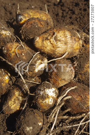 Freshly harvested taro 27273807