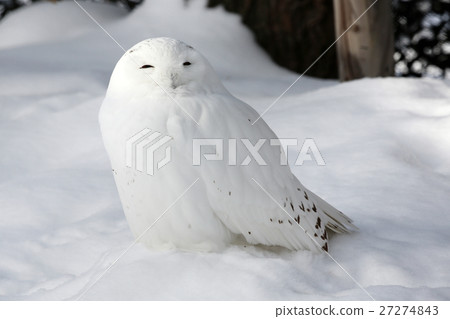 Snowy owl 27274843