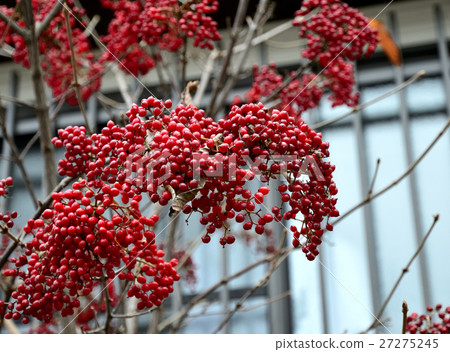 A beautifully colored, deep red fruit 1 A beautifully colored, deep red fruit 1 27275245