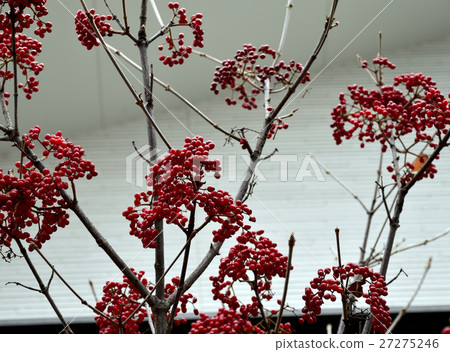 A splendidly colored, crimson fruit 2 A splendidly colored, crimson fruit 2 27275246