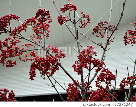 A splendidly colored, deep red fruit 3 A splendidly colored, deep red fruit 3 27275247