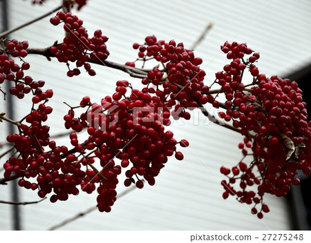 A beautifully colored, deep red 4 A beautifully colored, deep red 4 27275248