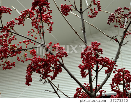 A beautifully colored, deep red fruit 6 27275250