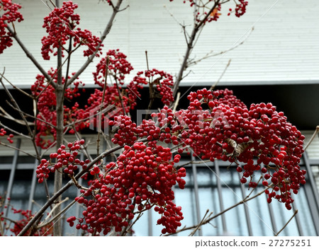 A beautifully colored, crimson fruit 7 A beautifully colored, crimson fruit 7 27275251