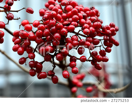 A beautifully colored, deep red fruit 9 A beautifully colored, deep red fruit 9 27275253