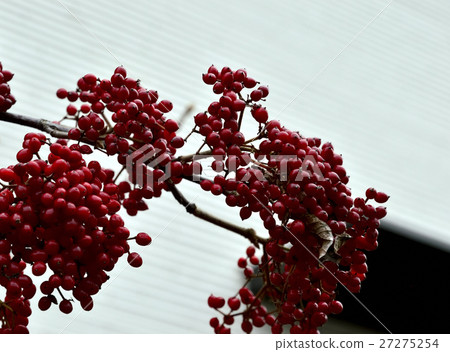 A superbly colored, crimson fruit 10 A superbly colored, crimson fruit 10 27275254