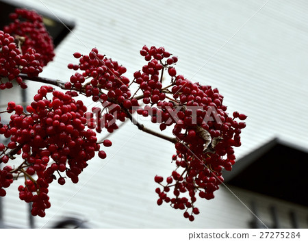 A beautifully colored, deep red fruit 13 A beautifully colored, deep red fruit 13 27275284