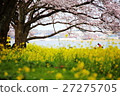 Cherry Blossoms	 27275705