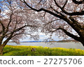 Cherry tree in full bloom  27275706