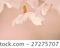 Sakura 27275707