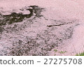 Waterfowl 27275708