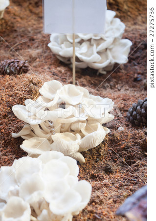 Fresh oyster mushrooms for display Fresh oyster mushrooms for display 27275736