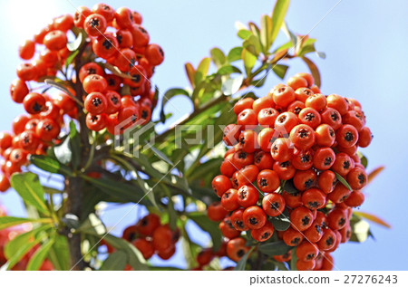 Pyracantha fruit Pyracantha fruit 27276243