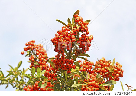 Pyracantha fruit 27276244