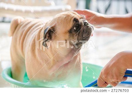 Cute pug dog wash body, taking a bath on basin 27276703