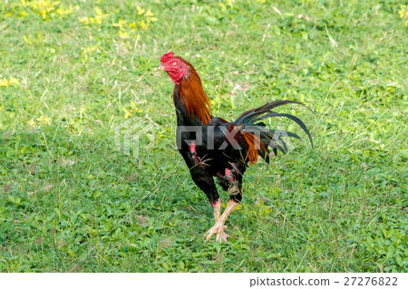 rooster in a field 27276822
