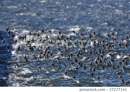 A flock of birds 27277141