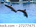 Dolphin Show 27277475