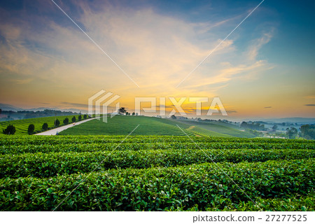 Sunset view of tea plantation landscape 27277525