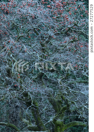 剩餘的柿子和樹狀霜凍 剩餘的柿子和樹狀霜凍 27277529