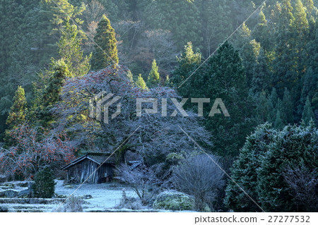 Remaining persimmon in early morning in forest 27277532