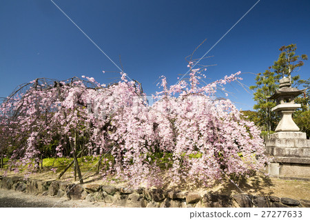 Daimyo-ji spring landscape color drooping cherry-blossoms 27277633