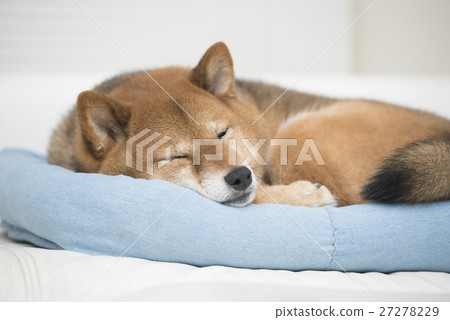 Sleeping Shiba Inu 27278229