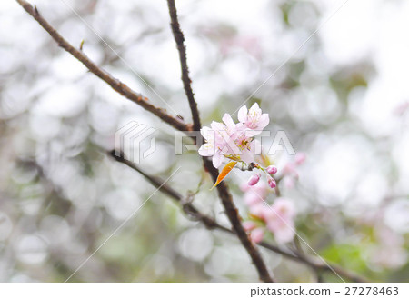 Wild Himalayan Cherry or Wild Himalayan tree Wild Himalayan Cherry or Wild Himalayan tree 27278463