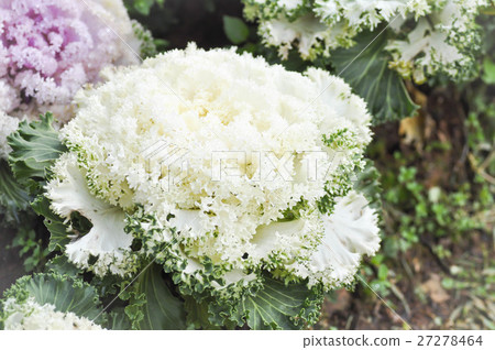 Ornamental cabbage plant Ornamental cabbage plant 27278464