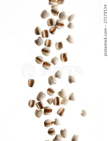 Falling Coixseed With White Background Falling Coixseed With White Background 27279534