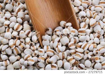 Coixseed With Wooden Spoon 27279715