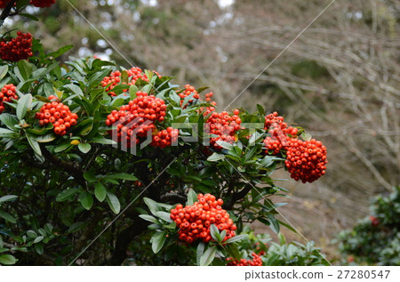 常盤山楂 常盤山楂 27280547