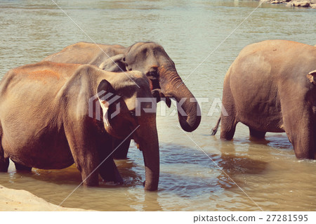 Elephants on Sri Lanka Elephants on Sri Lanka 27281595