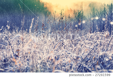 Frozen grass Frozen grass 27281599