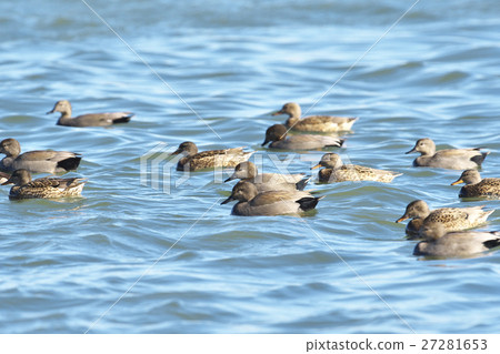 Okayoshigamo Male 27281653