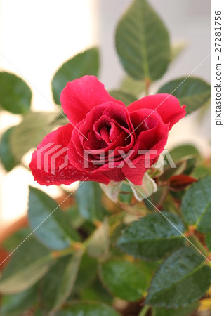 玫瑰紅早晨露水 27281756