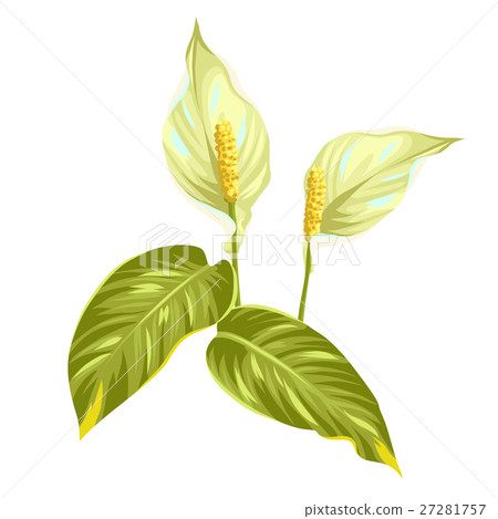 Bouquet of two decorative flowers spathiphyllum on Bouquet of two decorative flowers spathiphyllum on 27281757