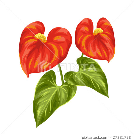 Bouquet of two decorative flowers anthurium on 27281758