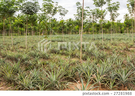 Pineapple fruit farm growing Pineapple fruit farm growing 27281988