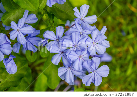 Cape leadwort flower (White plumbago; Plumbago) 27281997