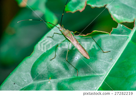 A green, brown Assasin bugs (Reduviidae) A green, brown Assasin bugs (Reduviidae) 27282219