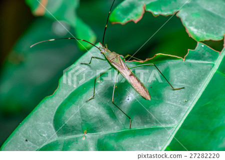 A green, brown Assasin bugs (Reduviidae) A green, brown Assasin bugs (Reduviidae) 27282220