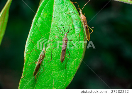 A group of three green, brown Assasin bugs A group of three green, brown Assasin bugs 27282222