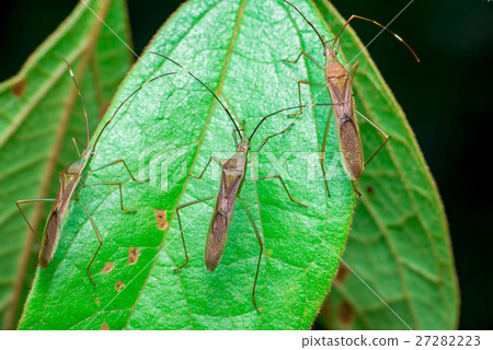 A group of three green, brown Assasin bugs A group of three green, brown Assasin bugs 27282223