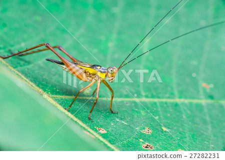 Yellow, black and brown cricket (Grylloidea) Yellow, black and brown cricket (Grylloidea) 27282231