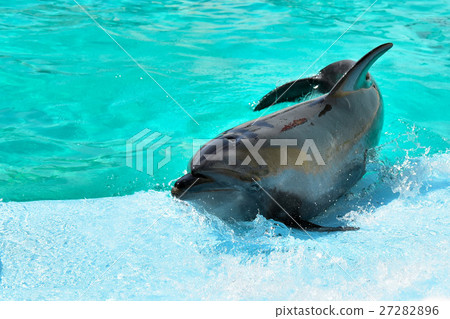 Dolphin 27282896