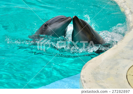 Dolphin 27282897