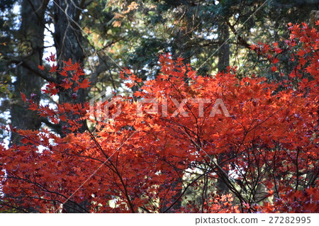 晚秋小西神社秋葉 晚秋小西神社秋葉 27282995