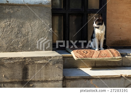 Stray skinny cat on street 27283191