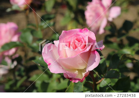 玫瑰	 27283438